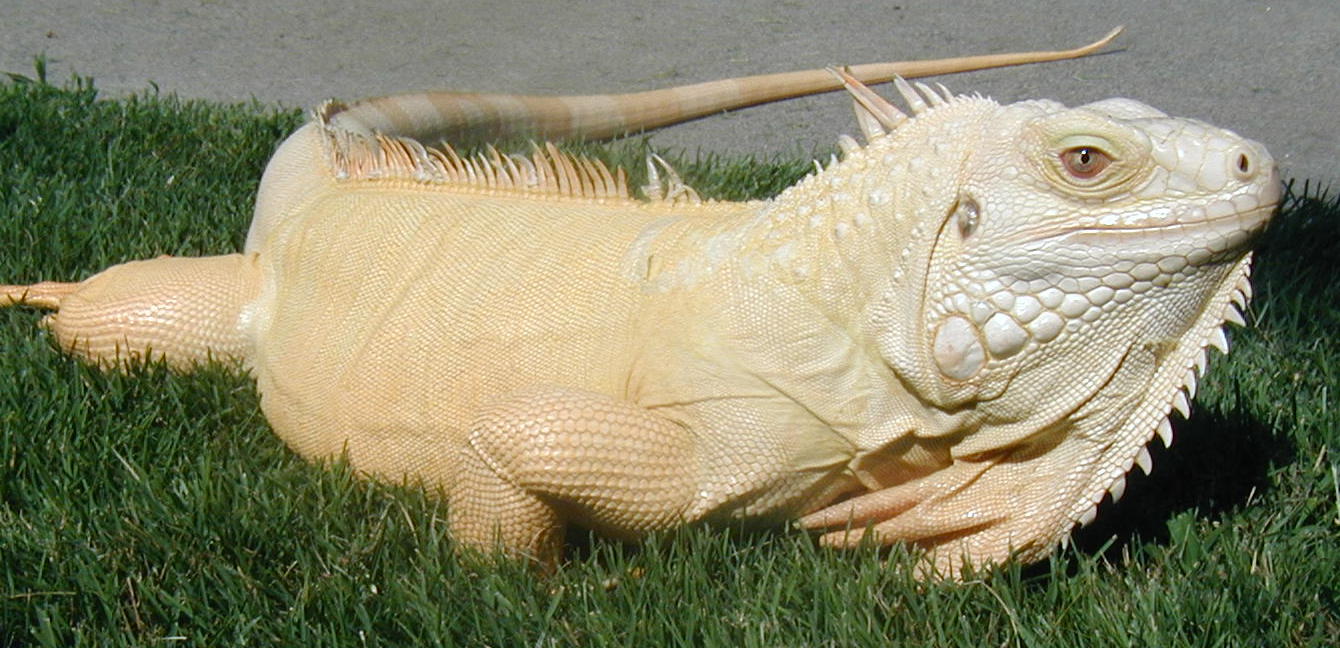 iguana albino