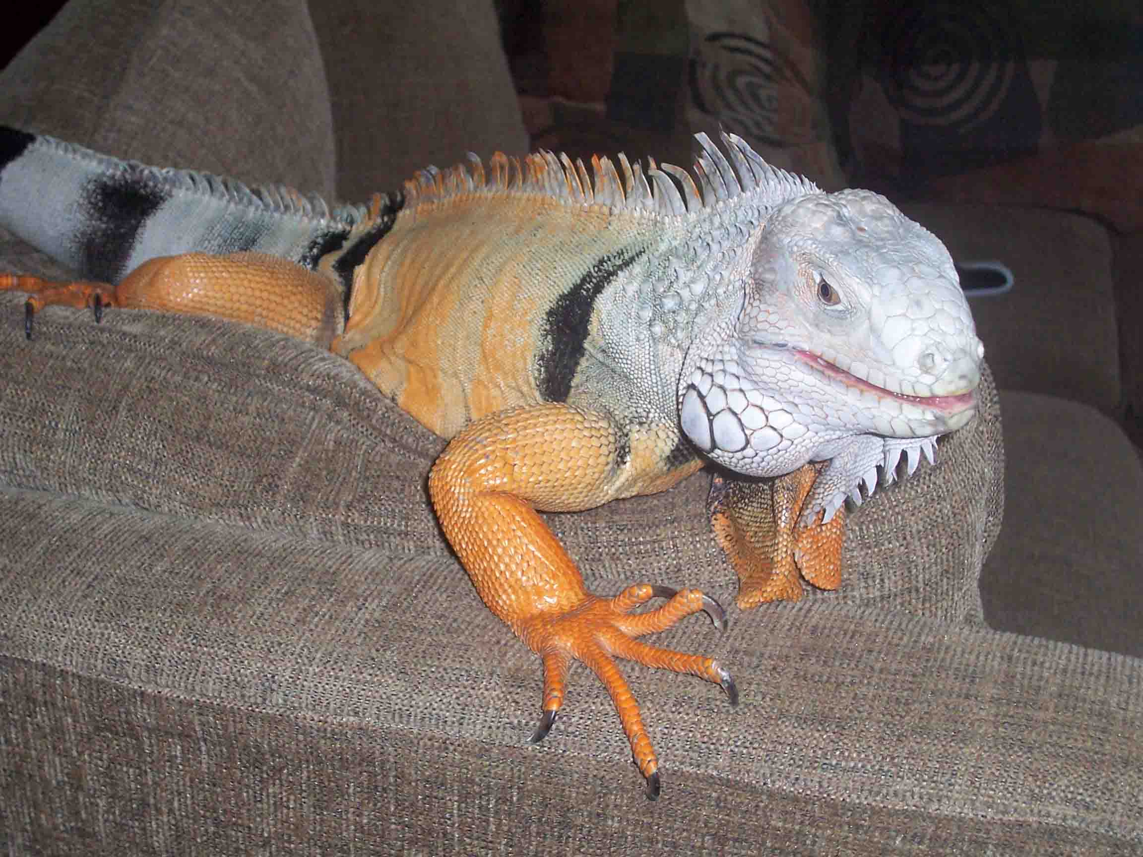 iguana harga